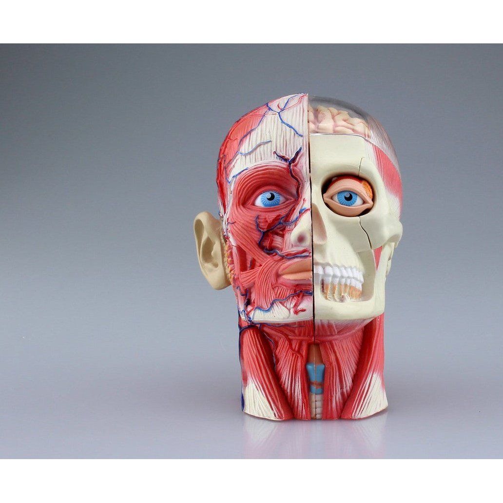 Aoshima 4D VISION 人體解剖 011 頭部斷面解剖模型 組裝模型 - TwinnerModel