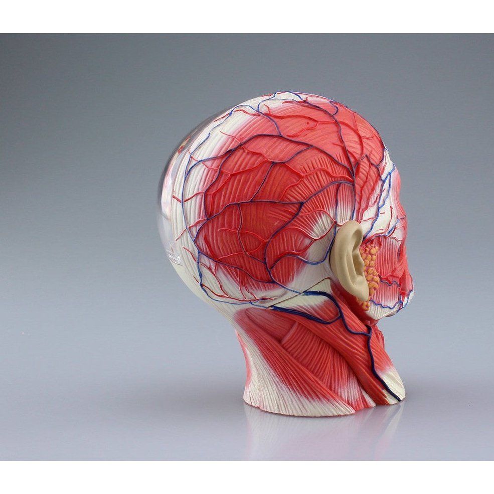 Aoshima 4D VISION 人體解剖 011 頭部斷面解剖模型 組裝模型 - TwinnerModel