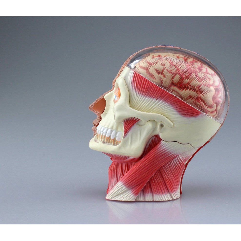 Aoshima 4D VISION 人體解剖 011 頭部斷面解剖模型 組裝模型 - TwinnerModel