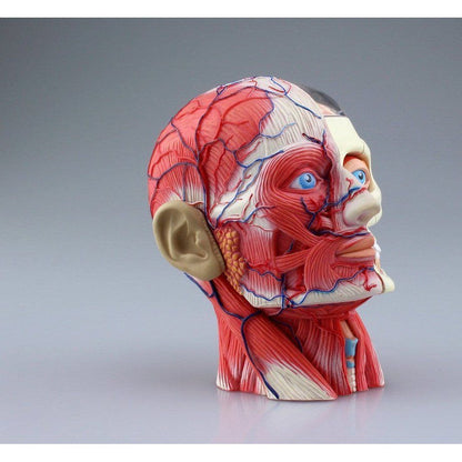 Aoshima 4D VISION 人體解剖 011 頭部斷面解剖模型 組裝模型 - TwinnerModel