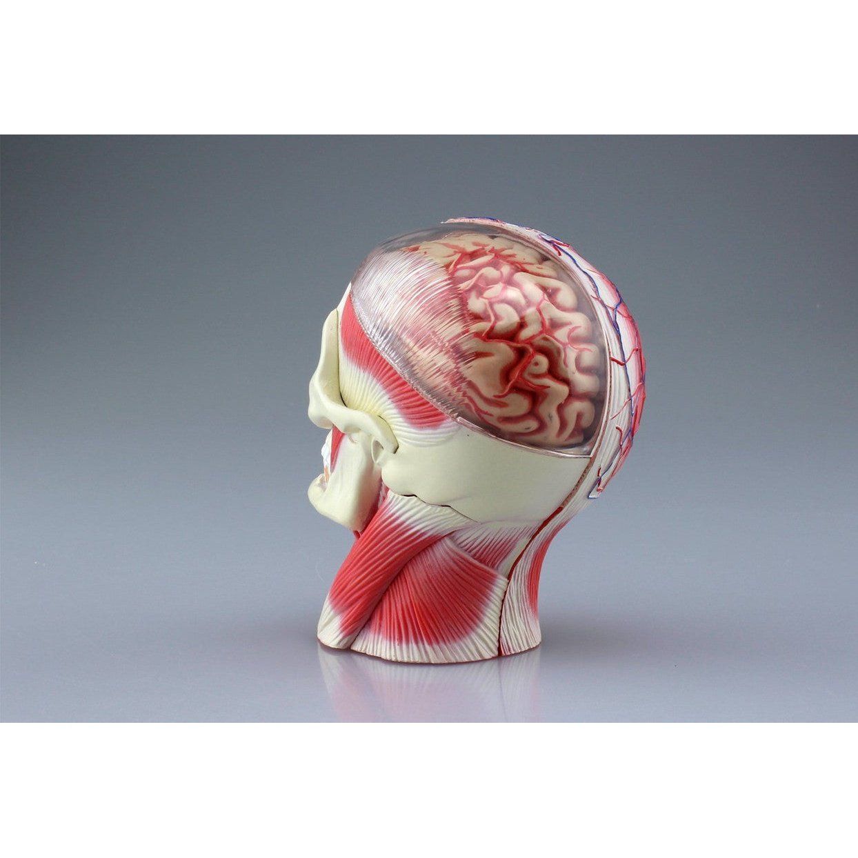 Aoshima 4D VISION 人體解剖 011 頭部斷面解剖模型 組裝模型 - TwinnerModel