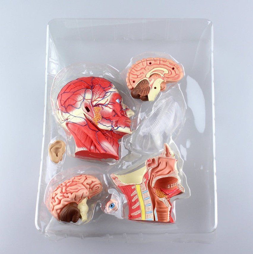 Aoshima 4D VISION 人體解剖 011 頭部斷面解剖模型 組裝模型 - TwinnerModel