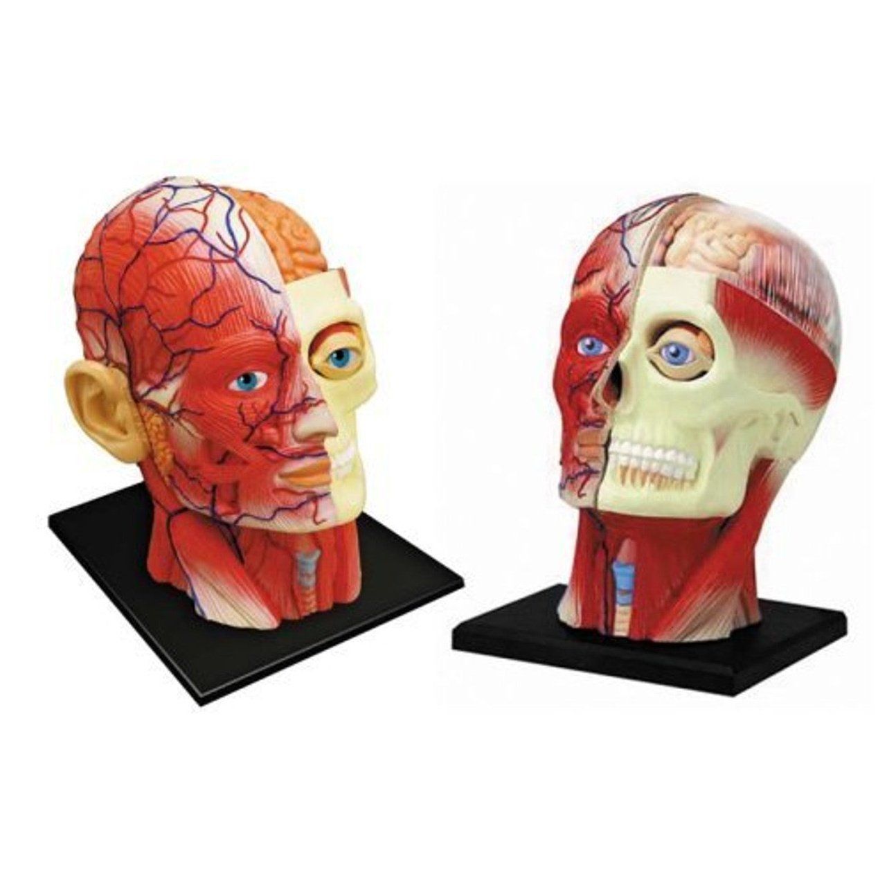 Aoshima 4D VISION 人體解剖 011 頭部斷面解剖模型 組裝模型 - TwinnerModel