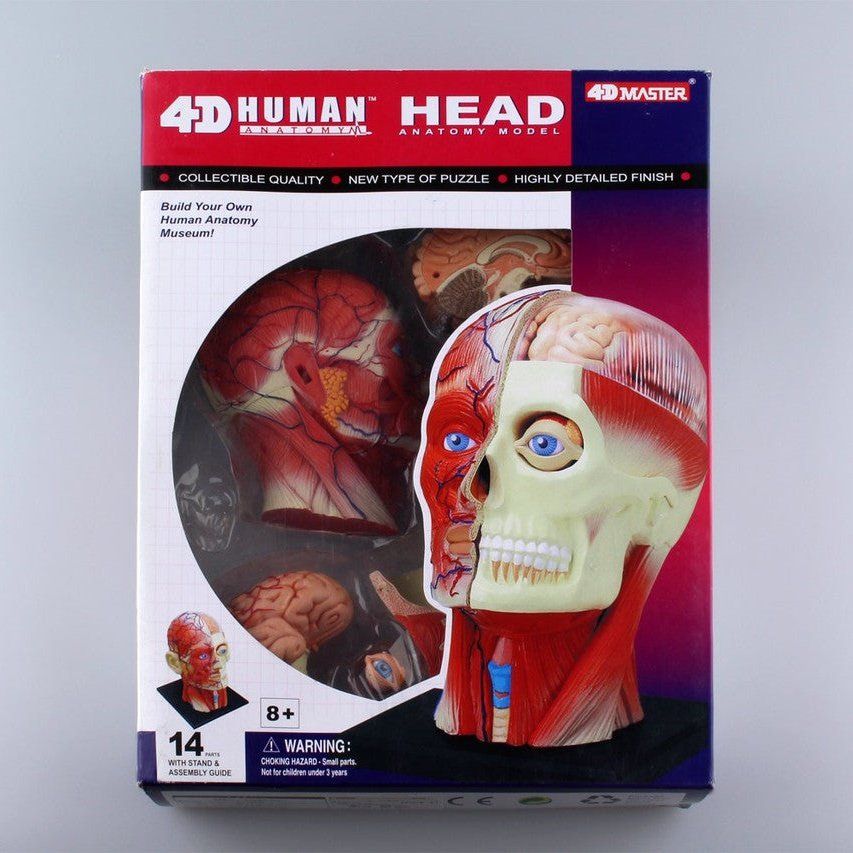 Aoshima 4D VISION 人體解剖 011 頭部斷面解剖模型 組裝模型 - TwinnerModel