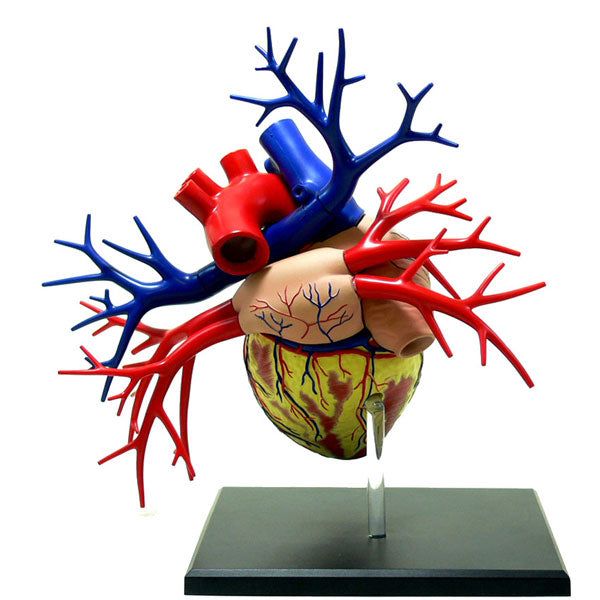 Aoshima 4D VISION 人體解剖 019 DX心臓模型 組裝模型 - TwinnerModel
