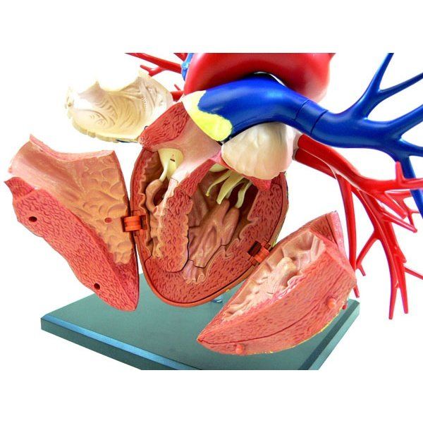Aoshima 4D VISION 人體解剖 019 DX心臓模型 組裝模型 - TwinnerModel