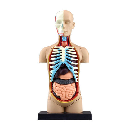 Aoshima 4D VISION 人體解剖 4D Torso Model 組裝模型