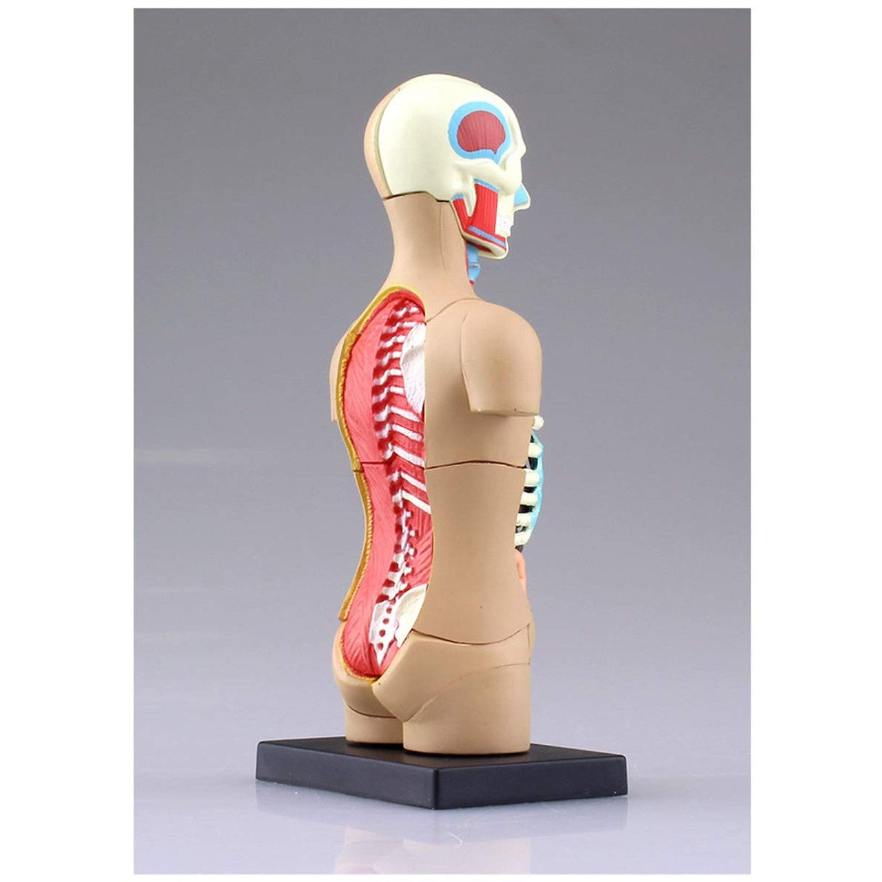 Aoshima 4D VISION 人體解剖 4D軀幹模型 組裝模型