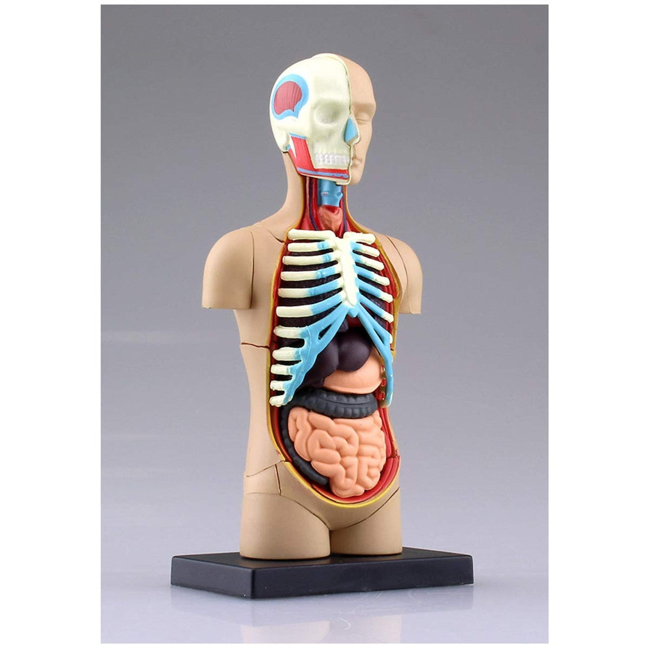 Aoshima 4D VISION 人體解剖 4D軀幹模型 組裝模型