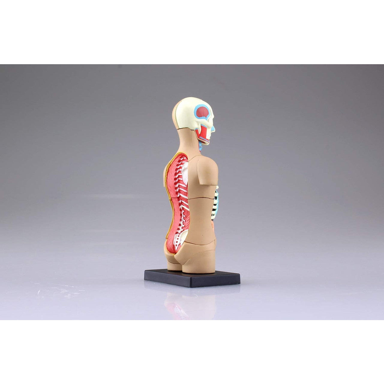 Aoshima 4D VISION 人體解剖 4D軀幹模型 組裝模型