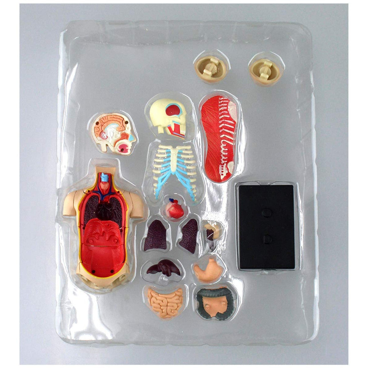 Aoshima 4D VISION 人體解剖 4D軀幹模型 組裝模型