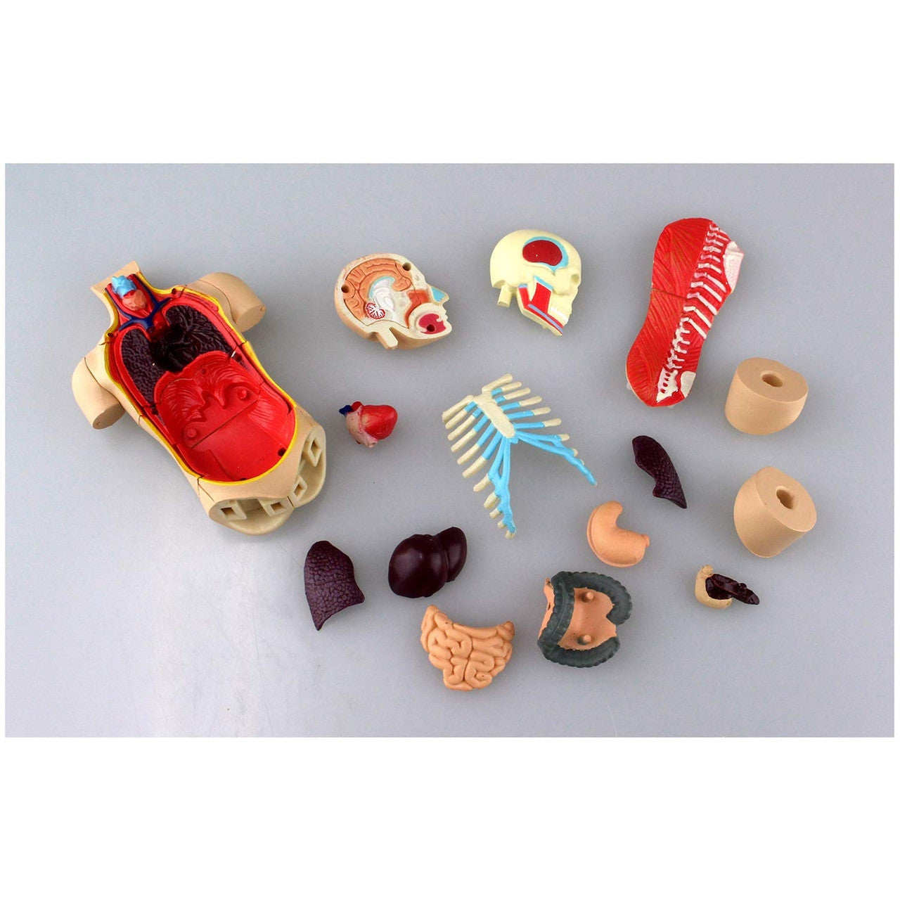 Aoshima 4D VISION 人體解剖 4D軀幹模型 組裝模型