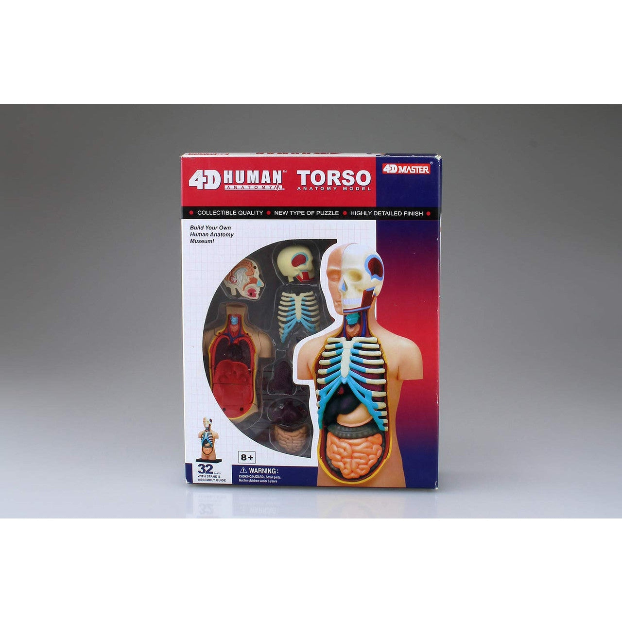 Aoshima 4D VISION 人體解剖 4D軀幹模型 組裝模型