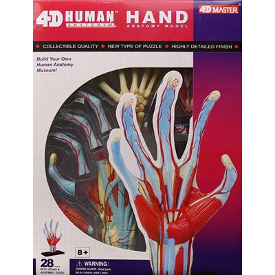 Aoshima 4D Vision Human Anatomy Model 4D Hand Model Plastic Model Kit