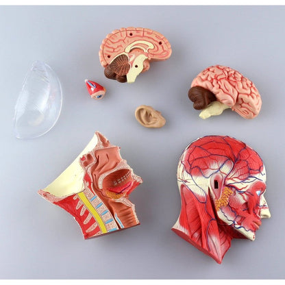 Aoshima 4D VISION 人体解剖 11 頭部断面解剖模型 組裝模型 - TwinnerModel
