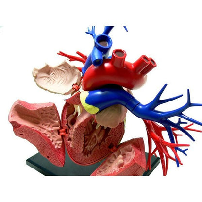 Aoshima 4D VISION 人体解剖 19 DX心臓模型 組裝模型 - TwinnerModel