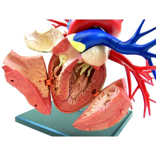 Aoshima 4D VISION 人体解剖 19 DX心臓模型 組裝模型 - TwinnerModel