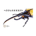 Fujimi 1/1 自由研究 26 赫克力士長戟大兜蟲 組裝模型 - TwinnerModel